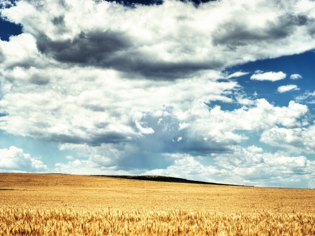 Пшеничное поле