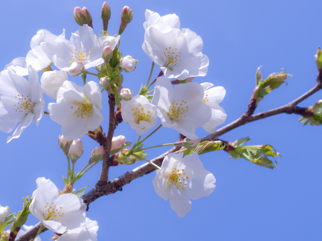 Яблоневый цвет