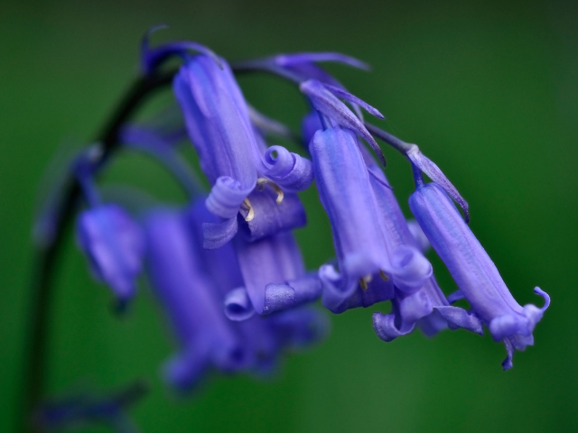 Колокольчики