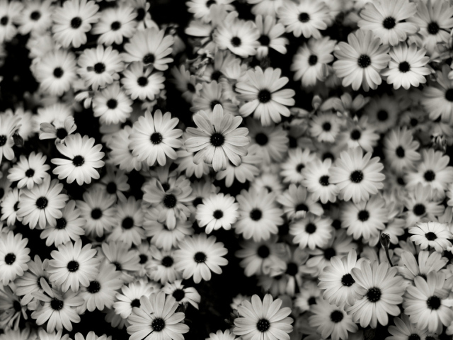 Черно-белые цветы