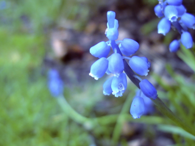 Голубые цветочки