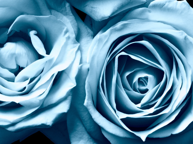 Голубые розы в подарок