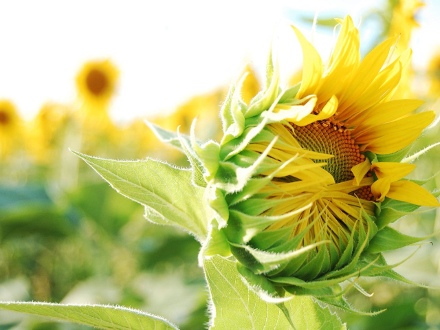 Распускающийся подсолнух