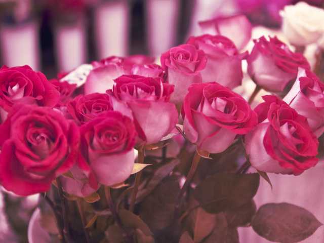 Шикарный букет роз