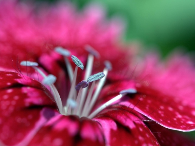 Малиновый цветок