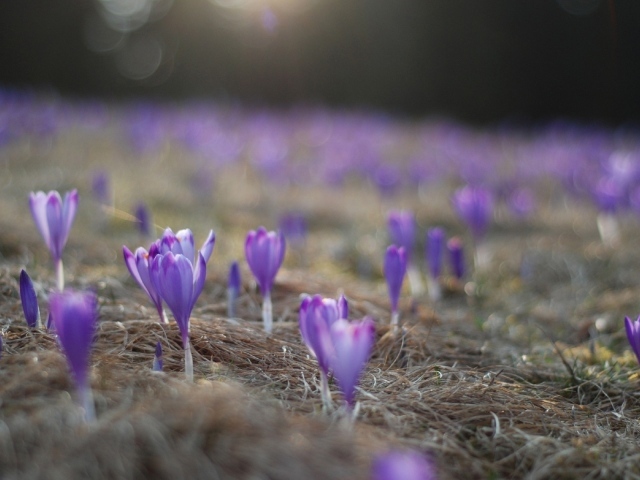 Расцветающие крокусы