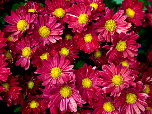 Цветочный ковер