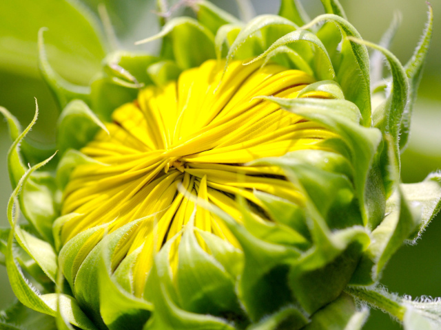 Бутон цветка, макро