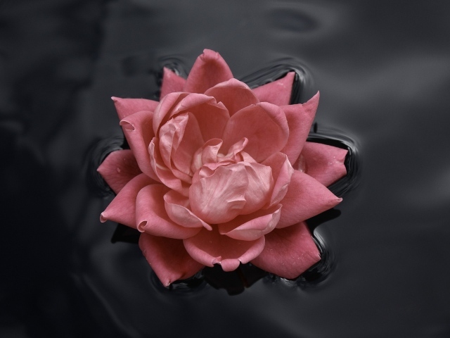 Цветок в  воде