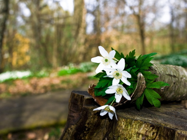 Цветочки на пьне
