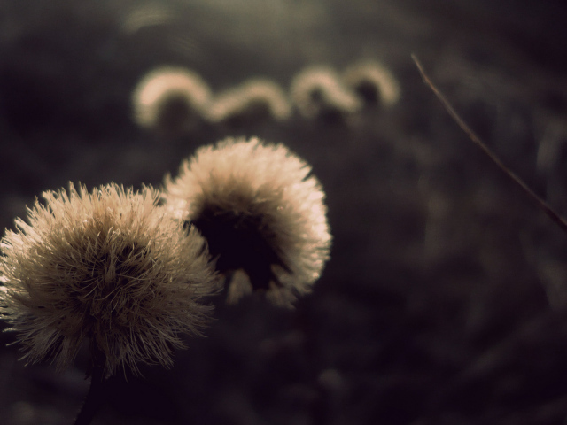 Пушистые шапки