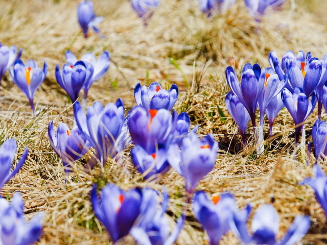 Поляна крокусов