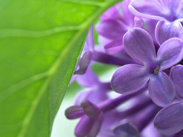 Сирень и лист