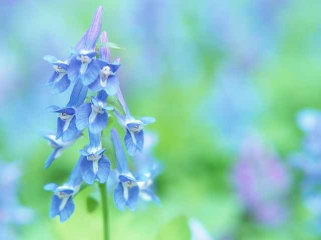 Луговые цветочки