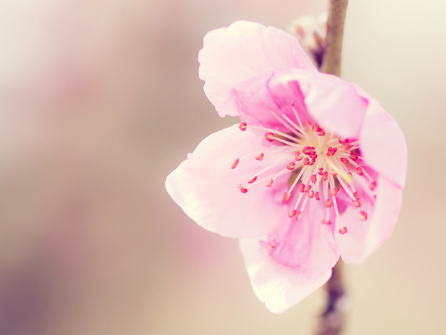 Розовый цветочек