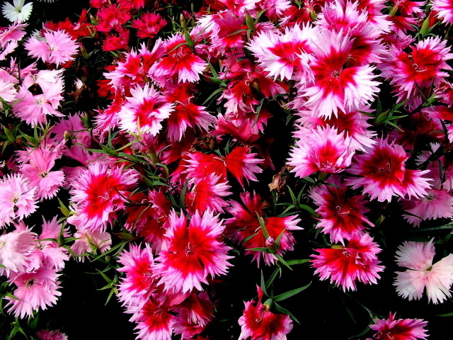 Колючие цветочки