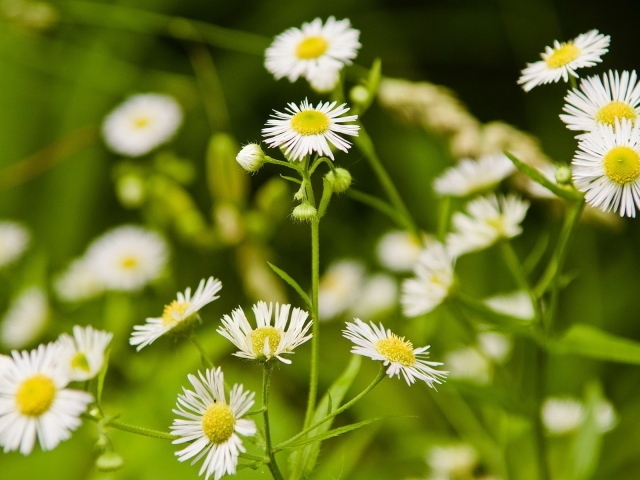 Мелкие ромашки