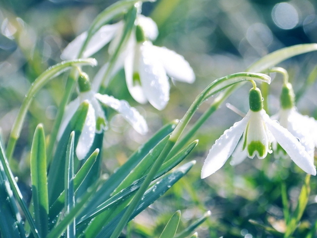 Подснежники