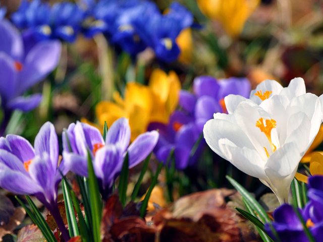 Весенняя красота