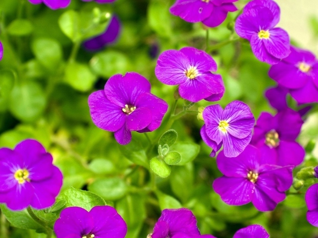 Весенние цветочки