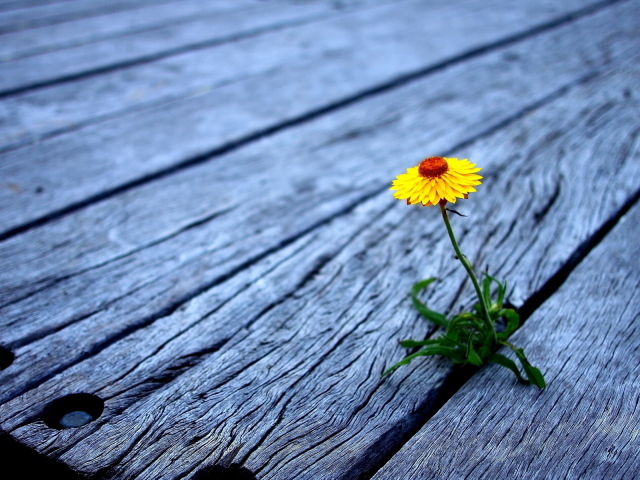 Проросший цветок