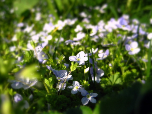 Летние нежные цветочки