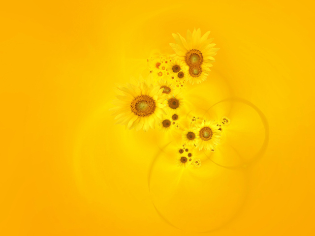 Подсолнухи на желтом фоне