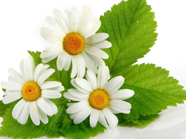 Три ромашки