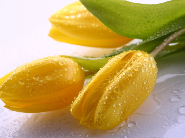 Три желтых тюльпана