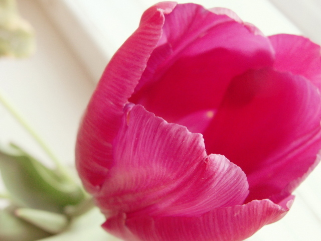 Раскрывшийся тюльпан