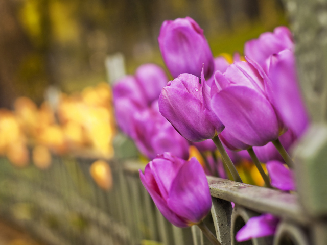 Тюльпаны вдоль забора