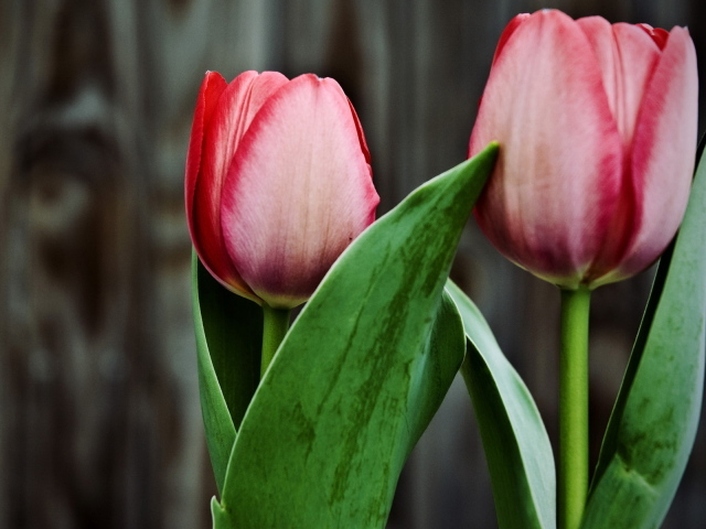 Два тюльпана