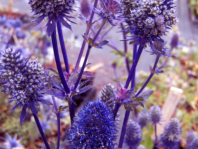 Фиолетовые колючки