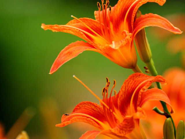 Яркие лилии