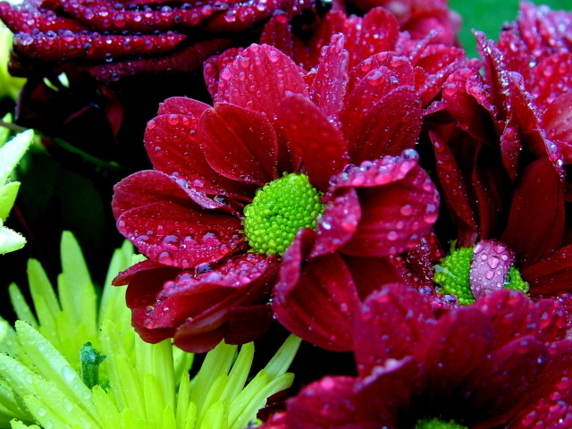 Мокрый букет