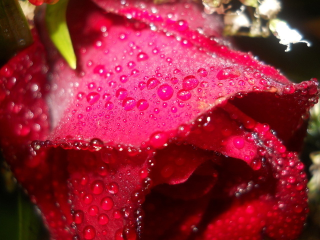 Мокрая алая роза