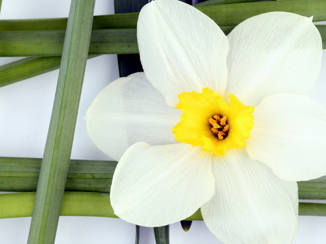 Белый нарцисс