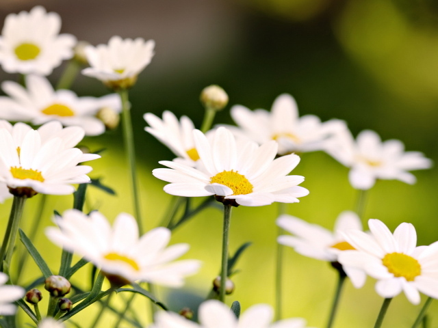 Белые ромашки