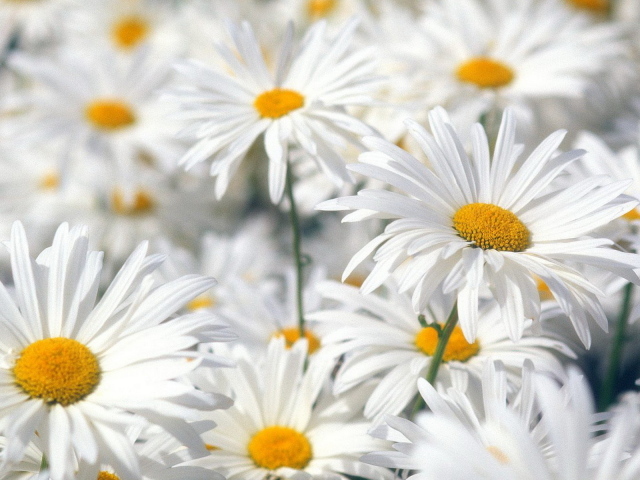 Белые ромашки