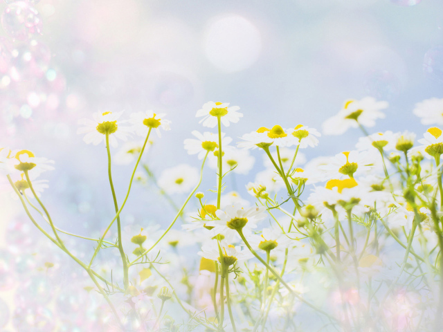 Полевые ромашки