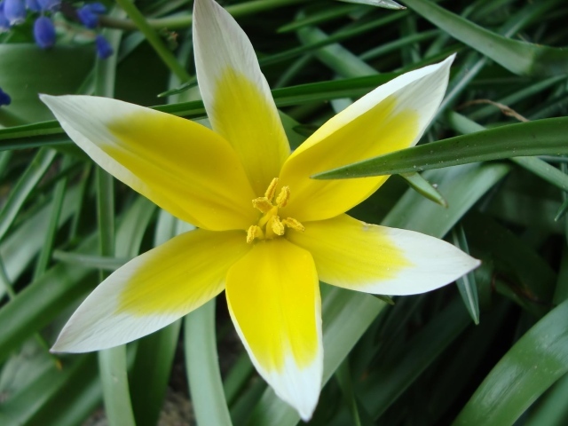 Желто-белая звездочка
