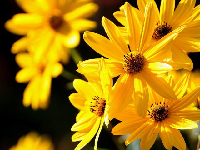 Желтые цветы