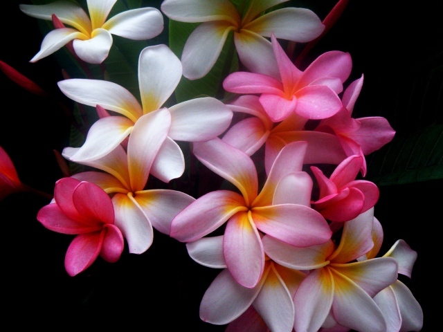 Букет цветов