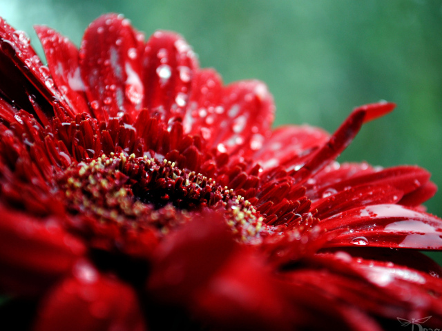 макро Гербера