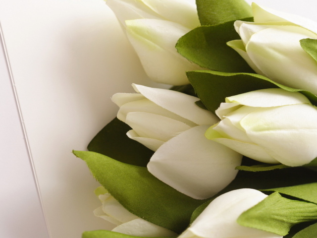Белые тюльпаны