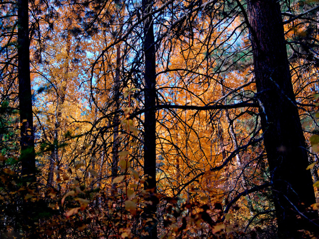 Осенние деревья