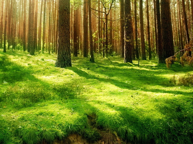 Хвойный лес