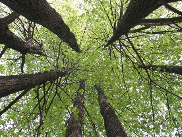 Кроны деревьев