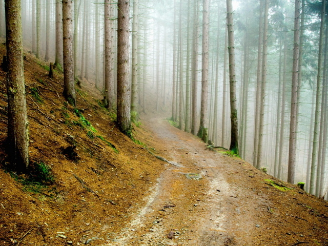 В сосновом лесу