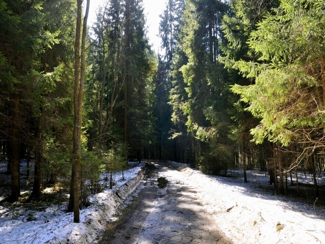 Мартовский лес